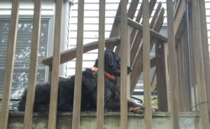 Sage the bird-dog