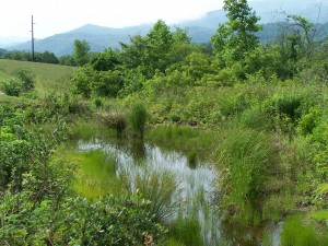 Stormwater Wetland