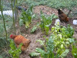 Chickens' Salad!